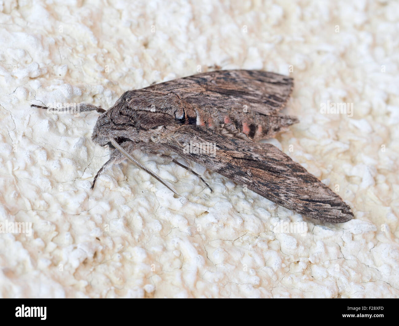 Convolvulus Hawk-moth. Agrius convolvuli. Stock Photo
