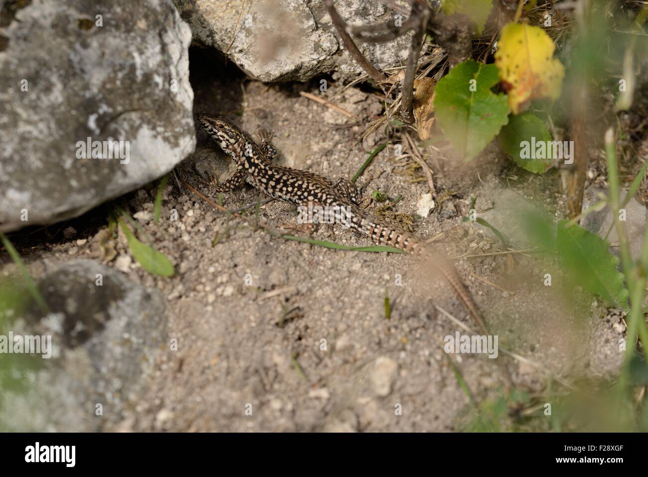 Lizard entering its nest Stock Photo Alamy