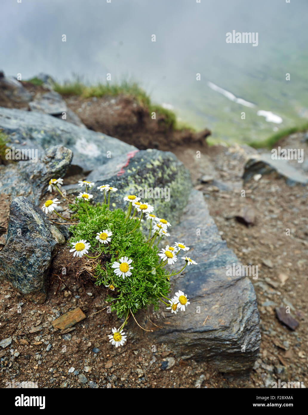 Small mountain flowers growing on rocks nearby a trail Stock Photo