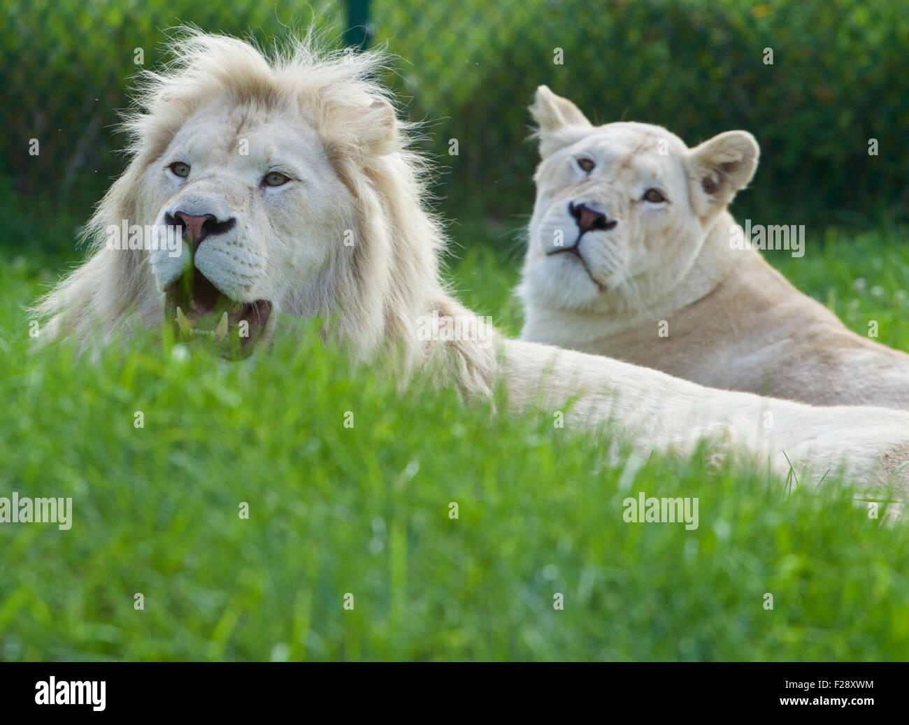 A pair of the beautiful and dangerous white lions laying on the grass Stock Photo