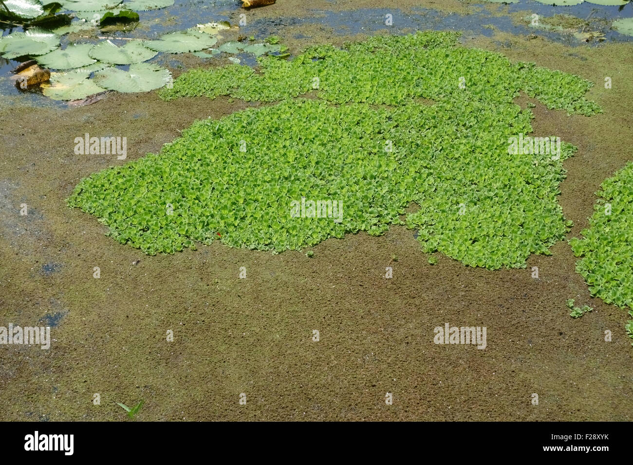 Water lettuce, Pistia stratiotes, and water fern, Azolla filiculoides, on the surface of a lake on Koh Kret, Bangkok Stock Photo