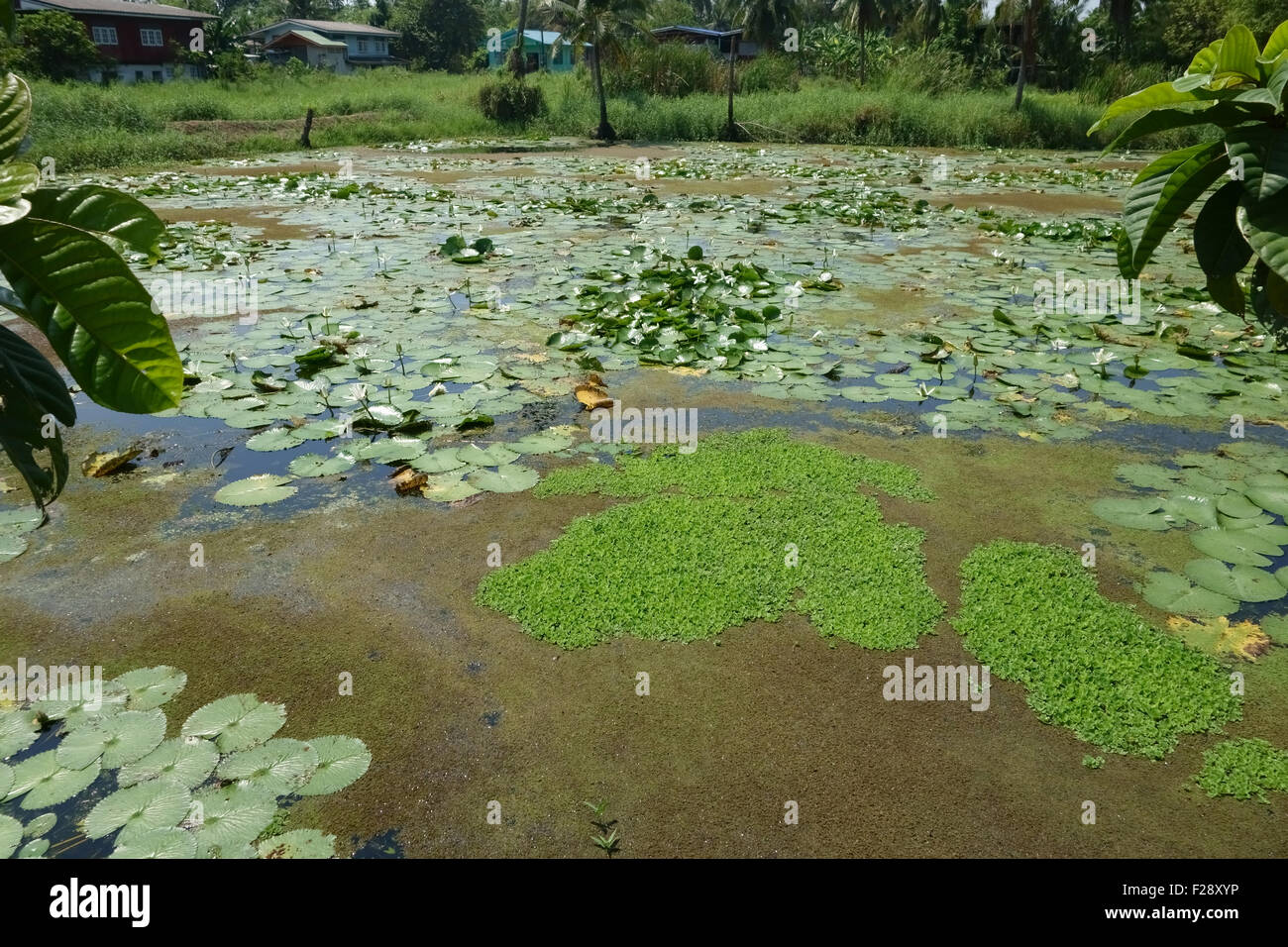 Water lettuce, Pistia stratiotes, water lillies, Nymphaea and water fern, Azolla filiculoides, on a lake on Koh Kret, Bangkok Stock Photo