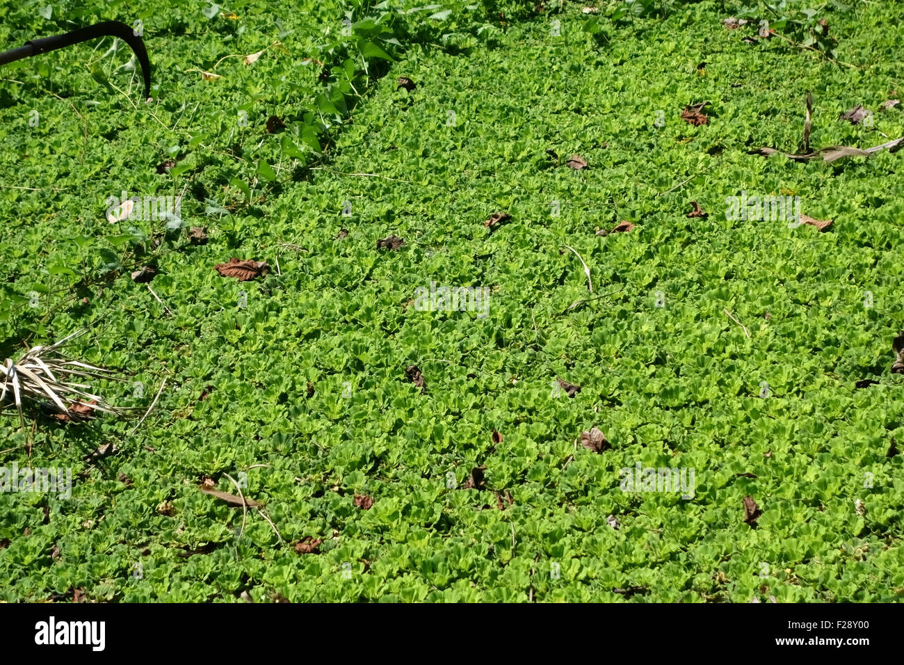 Water lettuce or water cabbage, Pistia stratiotes covering the water surface of the lake on Koh Kret, Bangkok Stock Photo