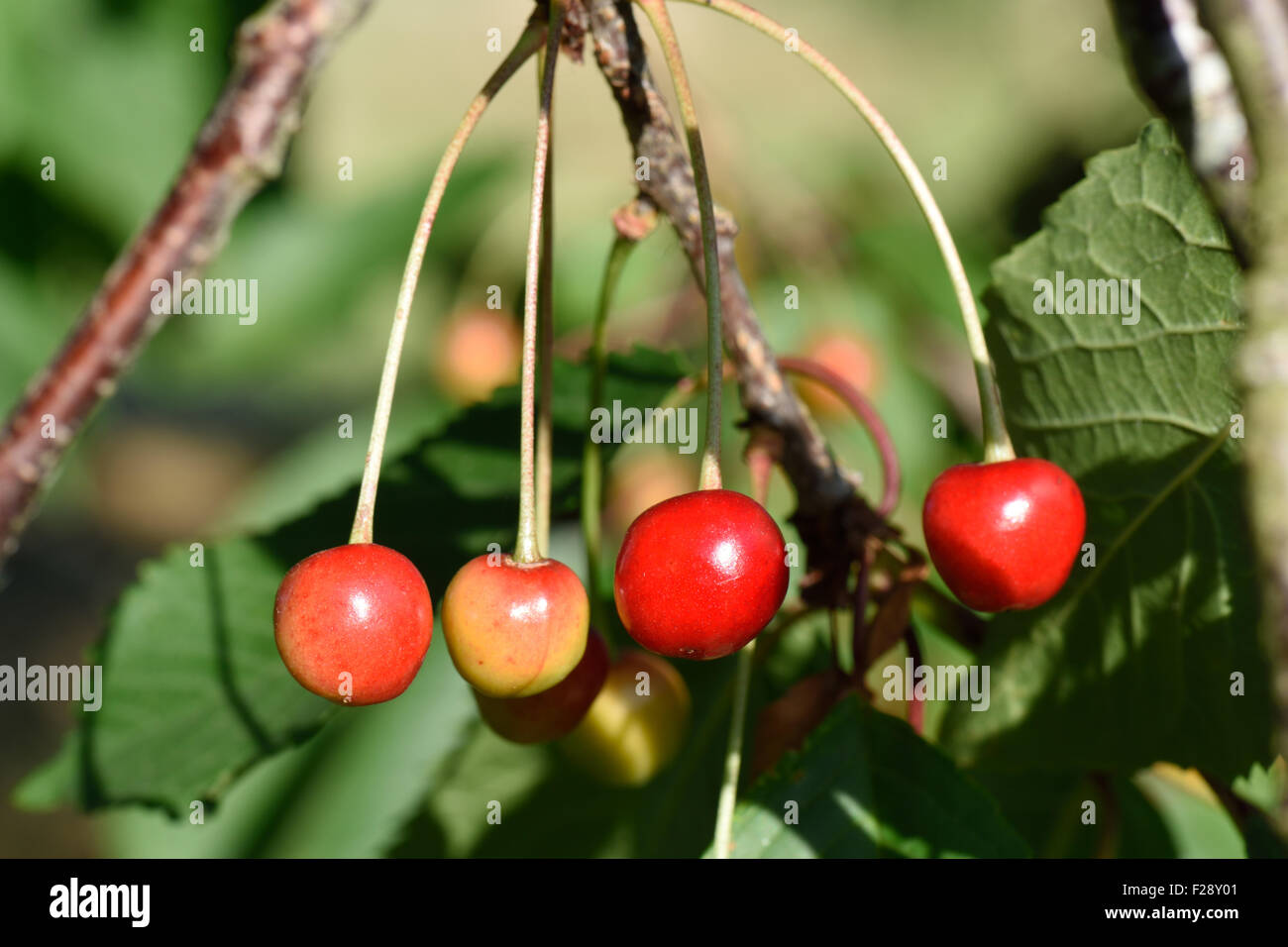Ripening fruits on a wild or bird cherry tree, Prunus avium, in a