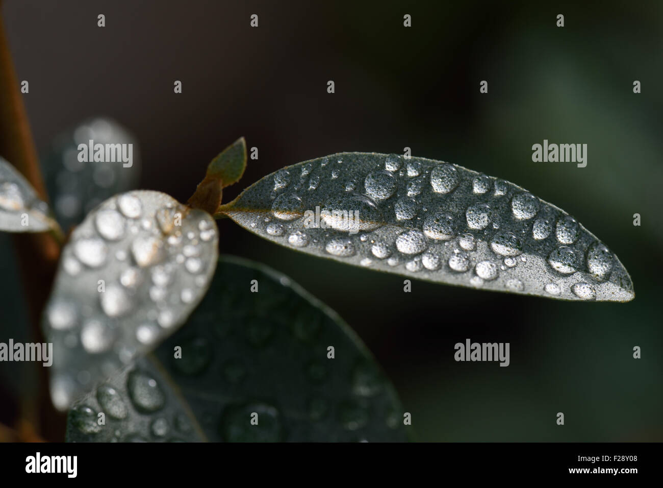 Rain water drops sitting on the grey green leaves of Eleagnus angustifolia 'Quicksilver' Stock Photo