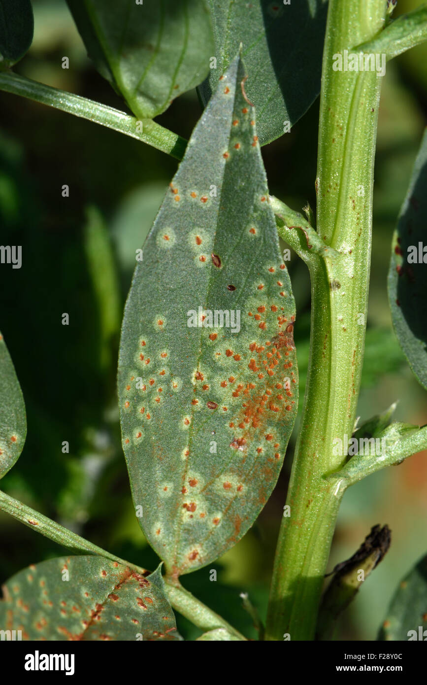 Broad bean rust, Uromyces viciae-fabae, on a broad bean leaf with notches of bean weevil around the edge, August Stock Photo