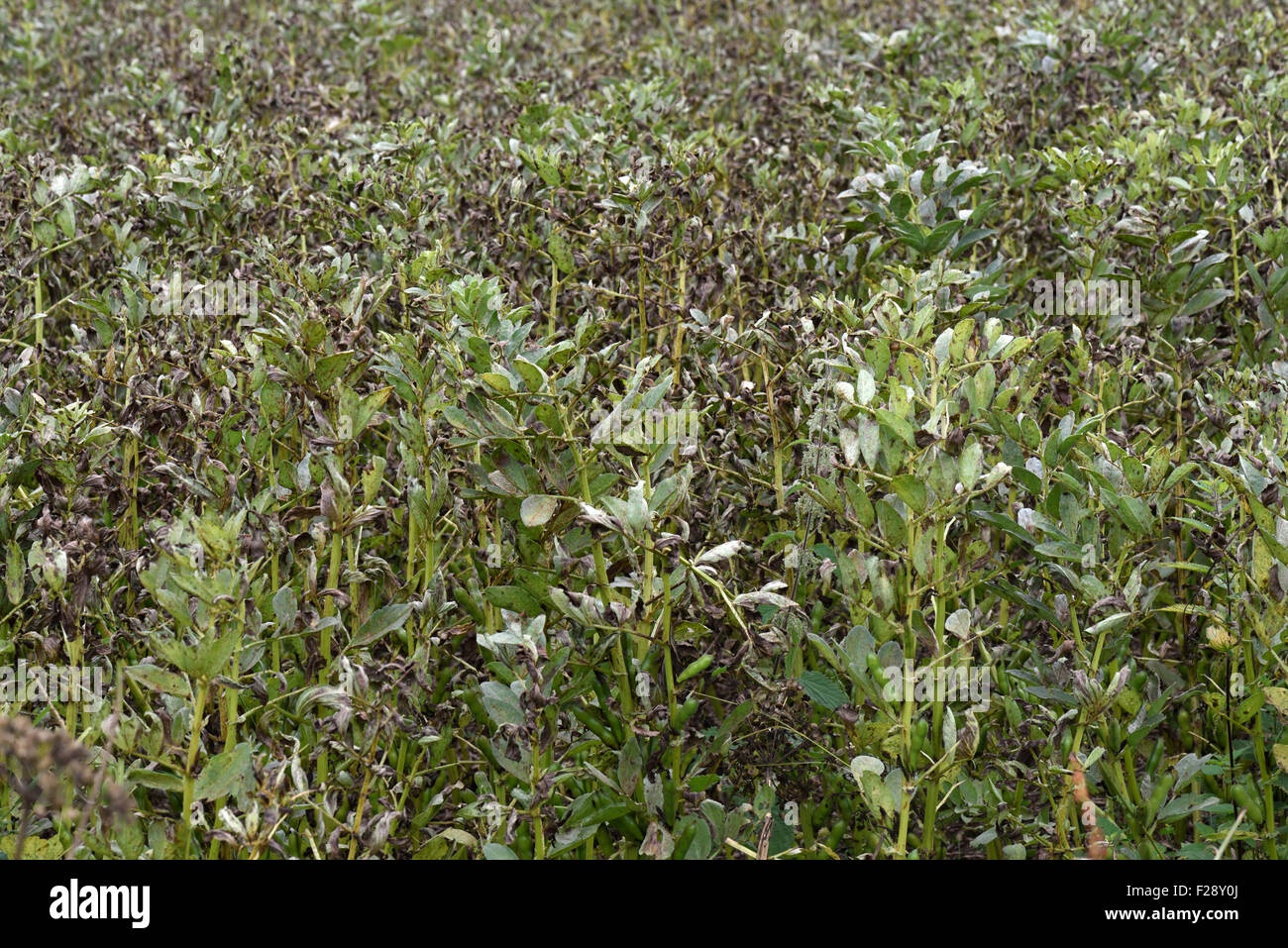 Field bean rust, Uromyces viciae-fabae, damage to a crop of field beans, August Stock Photo