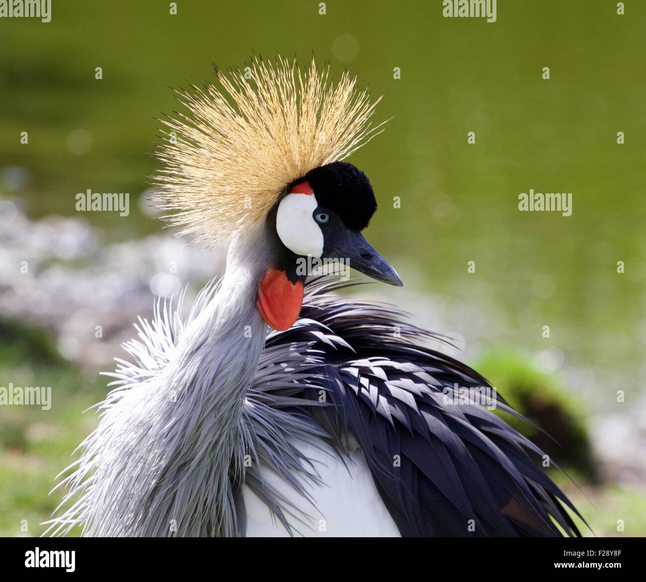 The portrait of the beautiful bird East African Crowned Crane Stock Photo