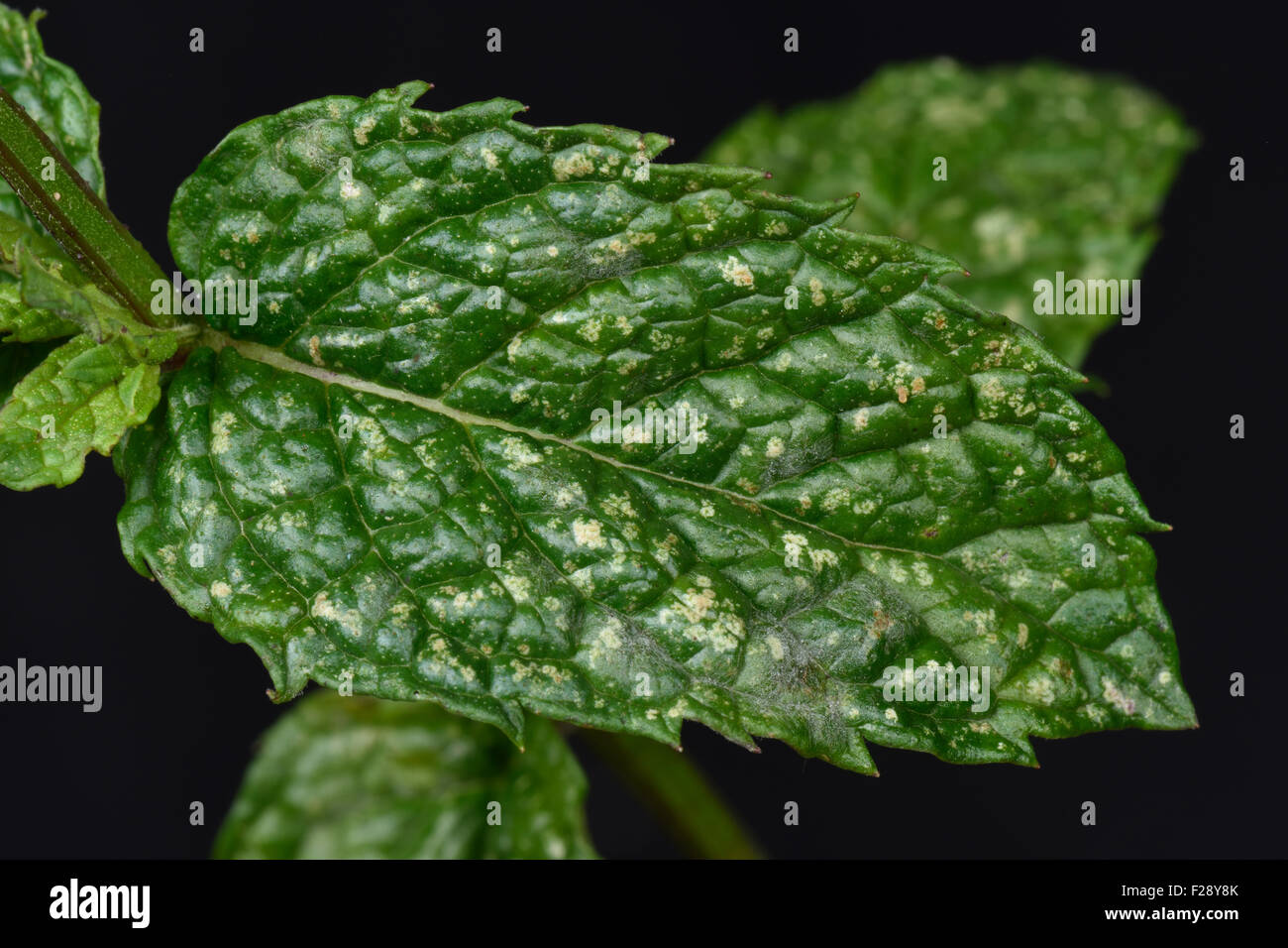 Photomicrograph of damage caused by  sage leaf hopper, Eupteryx melissae, to leaves of spearmint, August Stock Photo