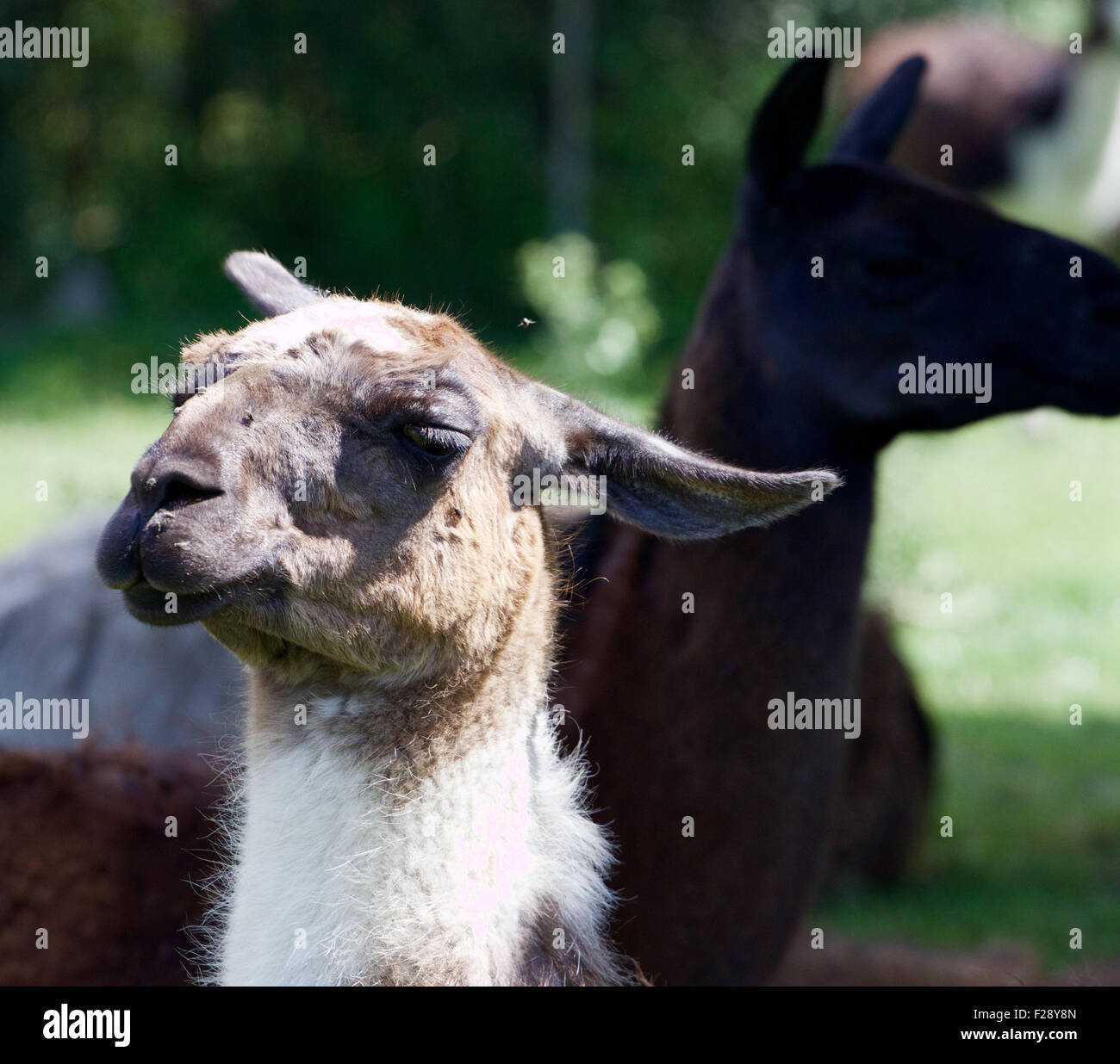 The portrait of the funny beautiful llama Stock Photo