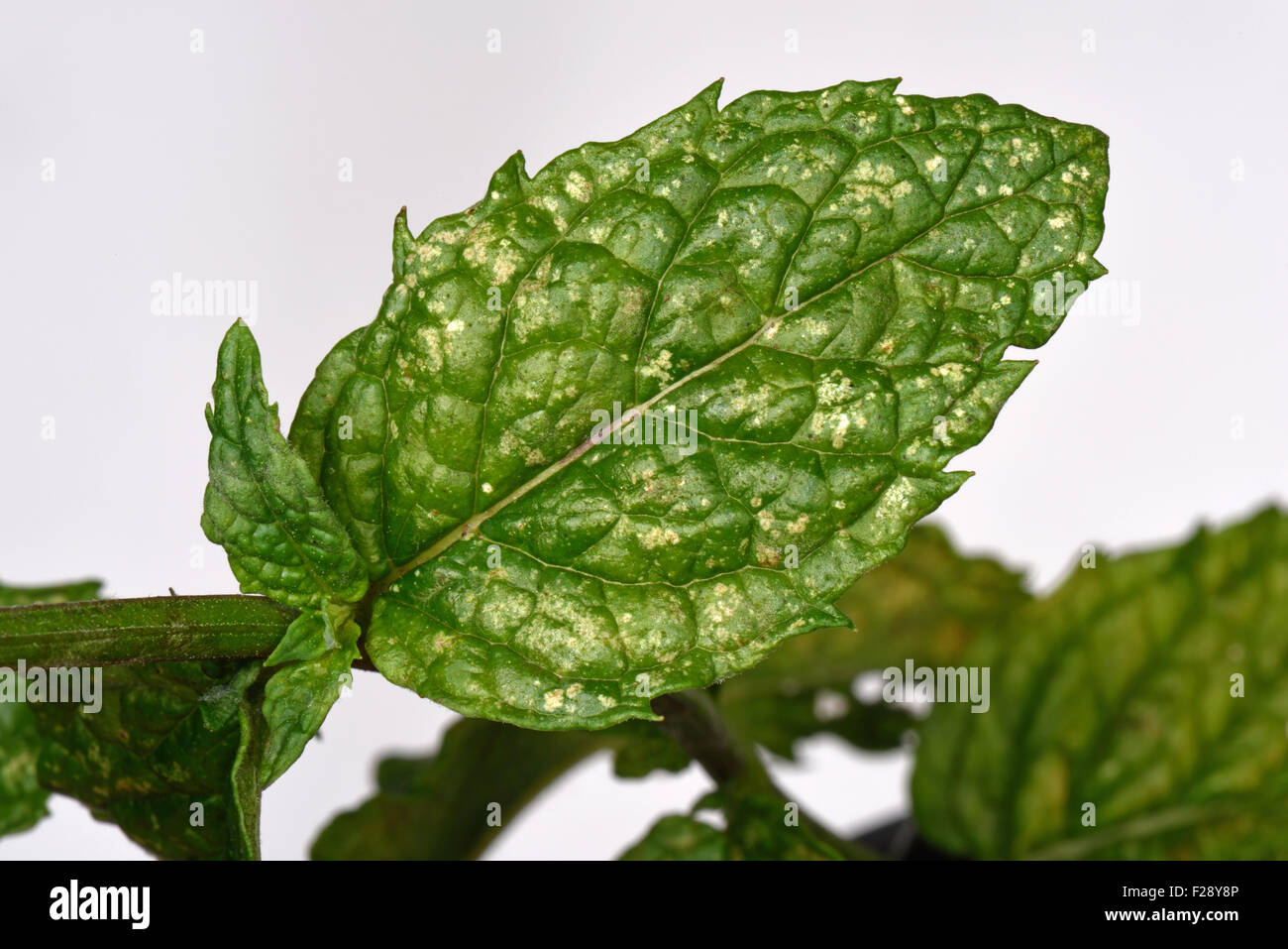 Photomicrograph of damage caused by  sage leaf hopper, Eupteryx melissae, to leaves of spearmint, August Stock Photo