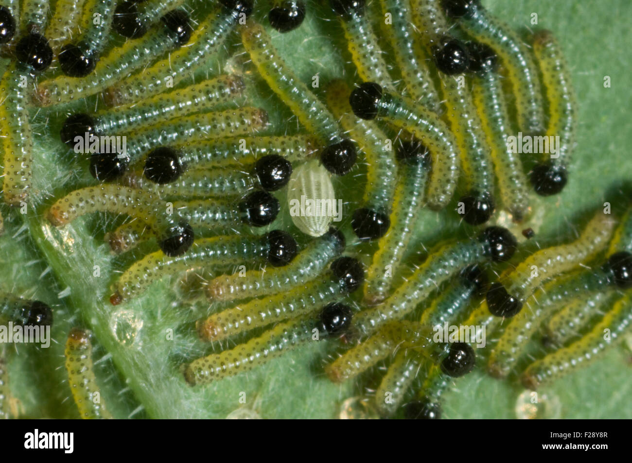 First or second instar large white butterfly caterpillars, Pieris brassicae, and an empty egg case Stock Photo