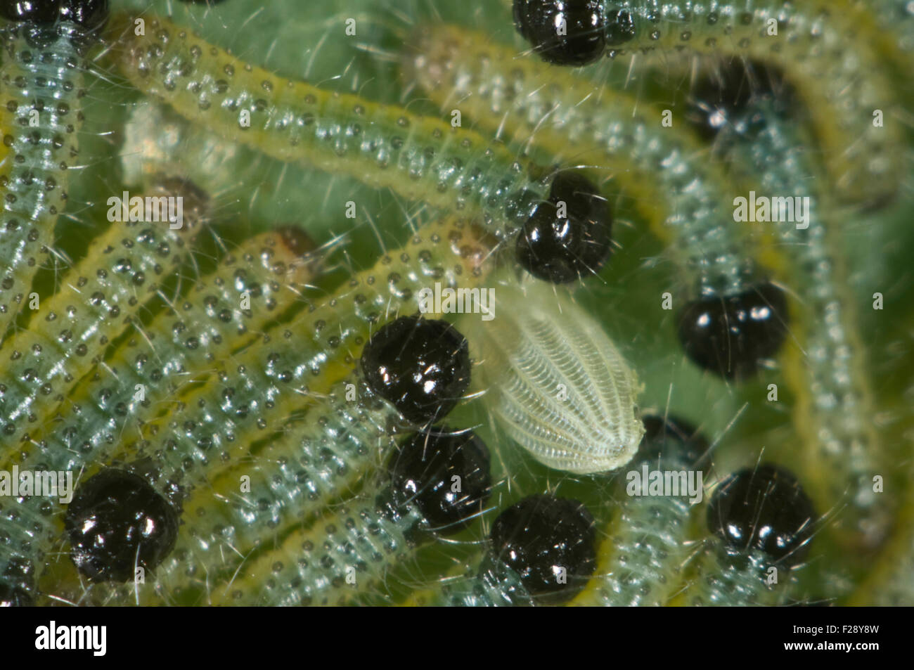 First or second instar large white butterfly caterpillars, Pieris brassicae, and an empty egg case Stock Photo