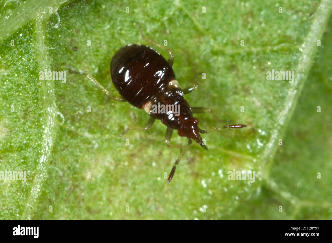 A flower bug nymph, Anthocoris spp., a young insect predator, August Stock Photo