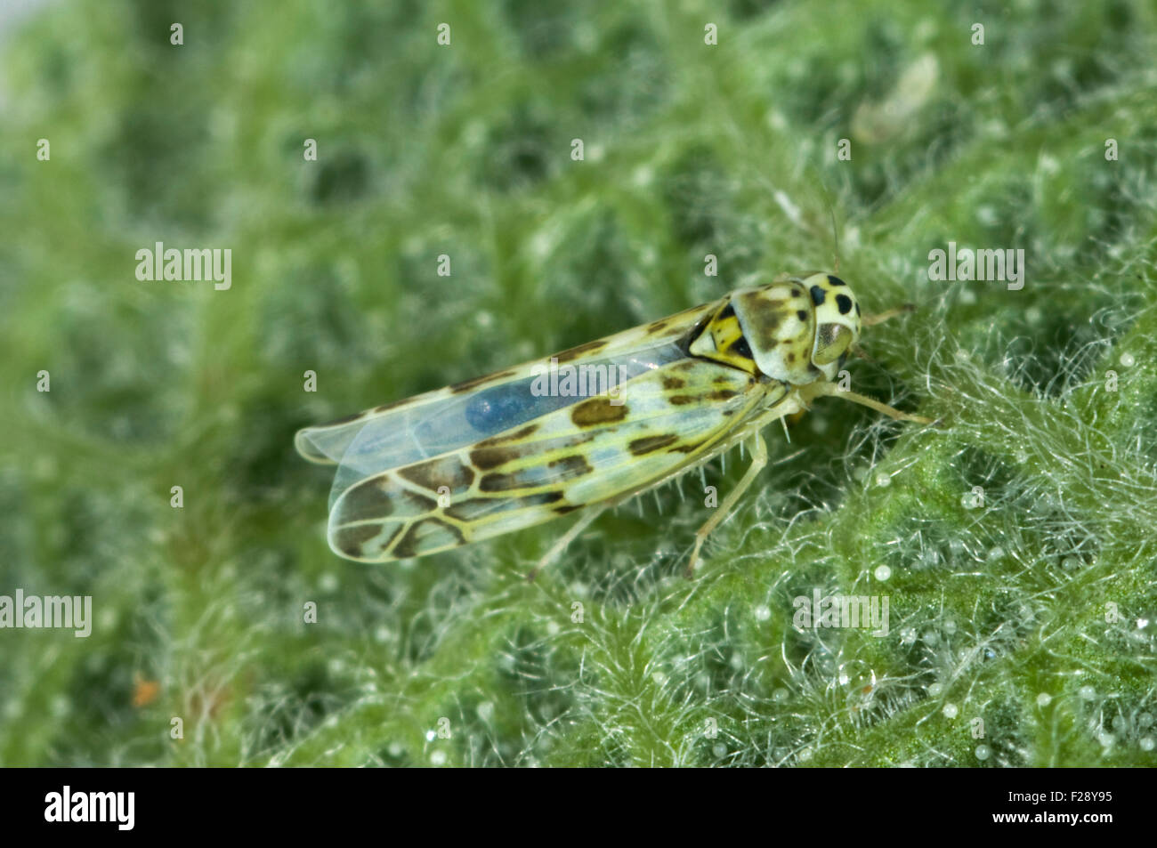 Photomicrograph of an adult sage leaf hopper, Eupteryx melissae, on the underside of a sage leaf, August Stock Photo