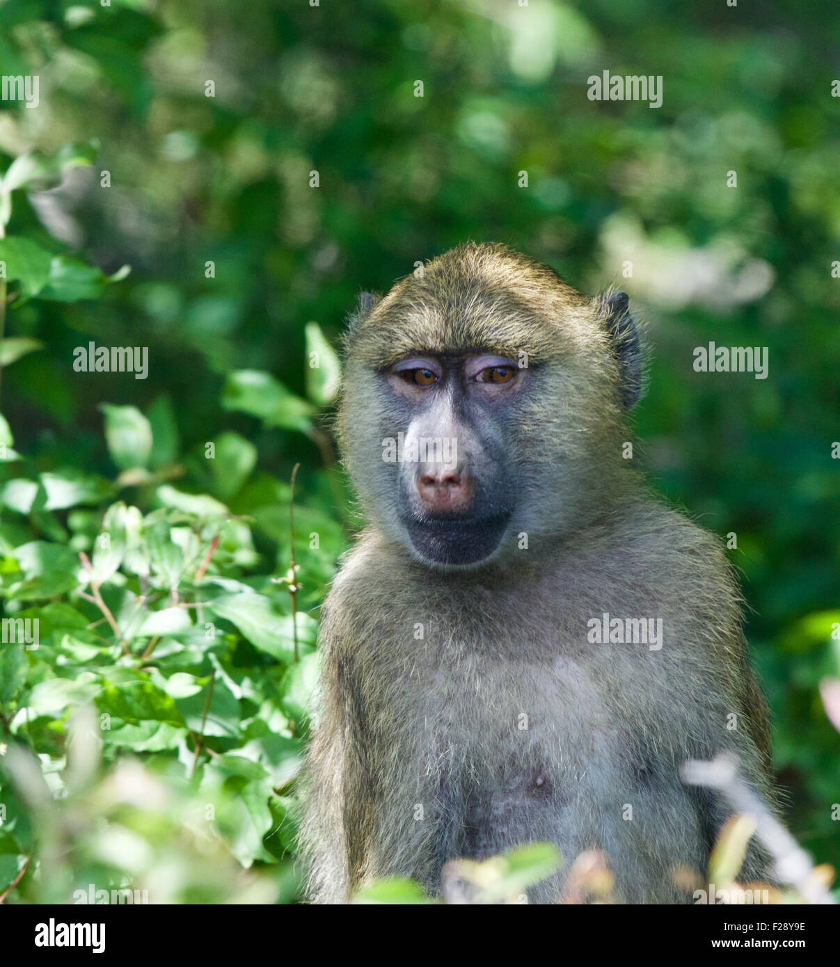 Very funny baboon&rsquo;s portrait with the green background Stock Photo - Alamy
