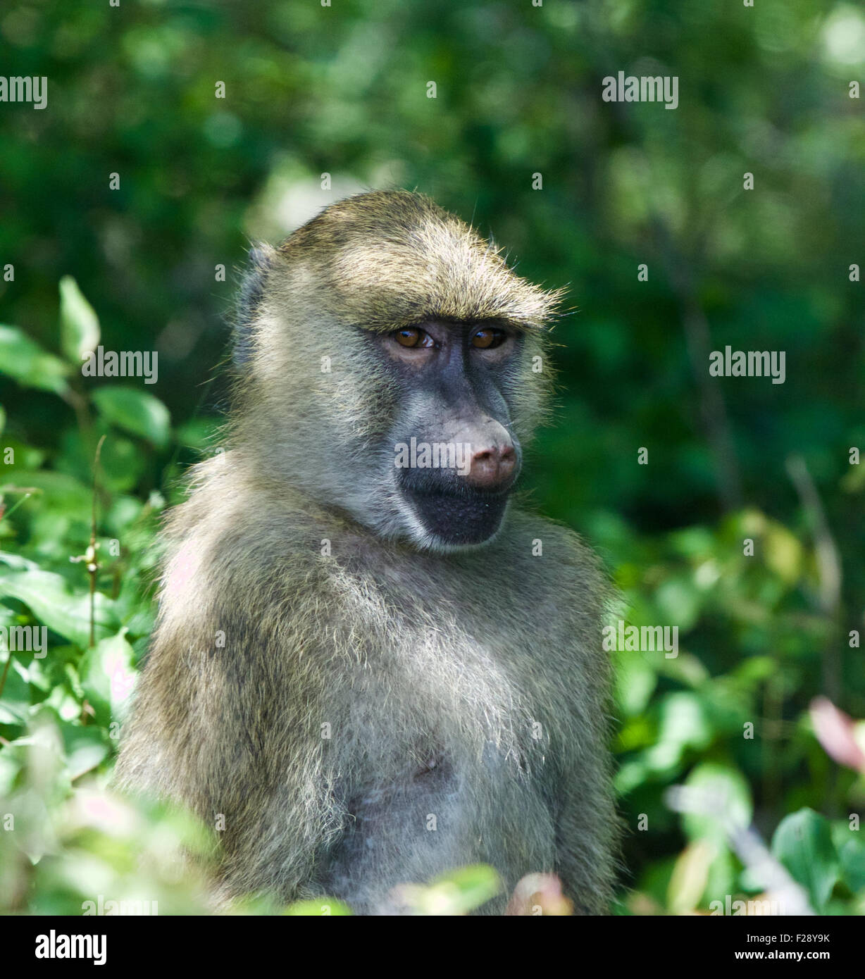 The funny's monkey close-up with the green background Stock Photo