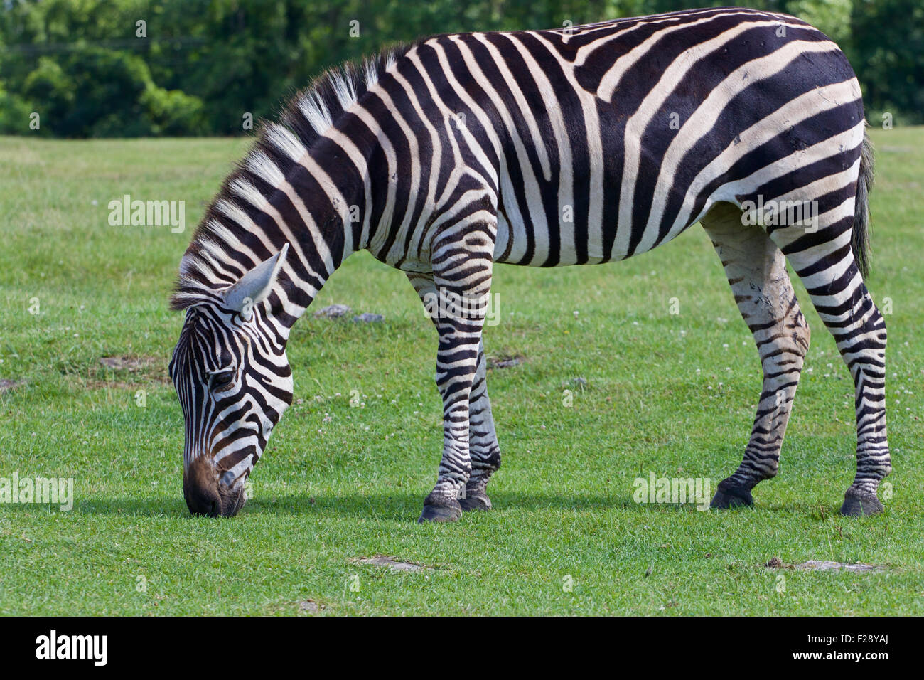 Green Zebra Stock Photos & Green Zebra Stock Images - Alamy