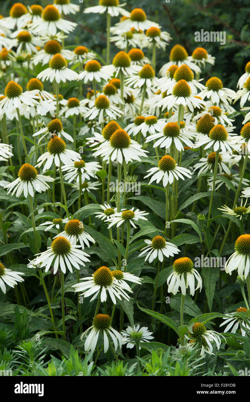 Echinacea purpurea white swan best sale