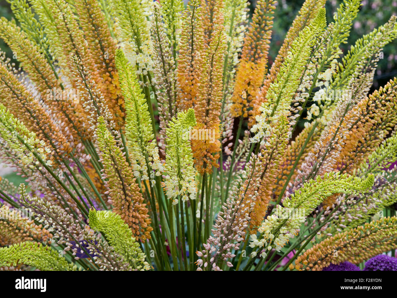 Eremurus. Display of foxtail lilies at RHS Wisley flower show. England Stock Photo