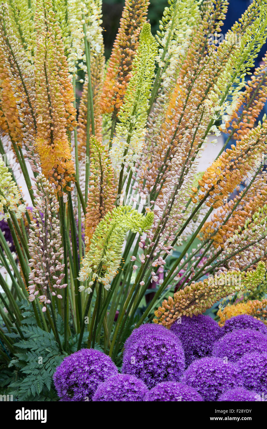 Eremurus. Display of foxtail lilies at RHS Wisley flower show. England Stock Photo