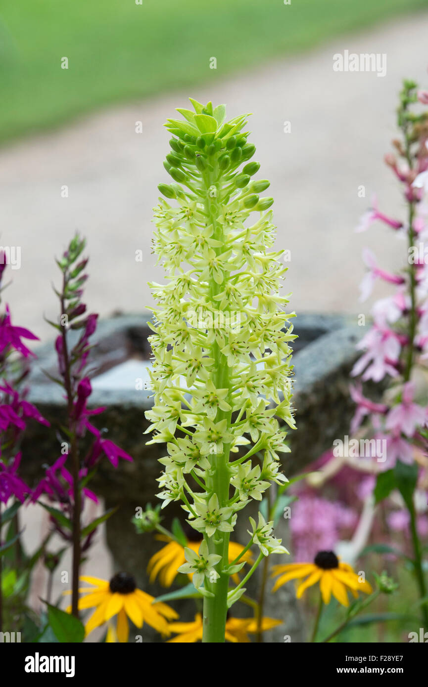 pallidiflora. Giant pineapple lily. Giant pineapple flower