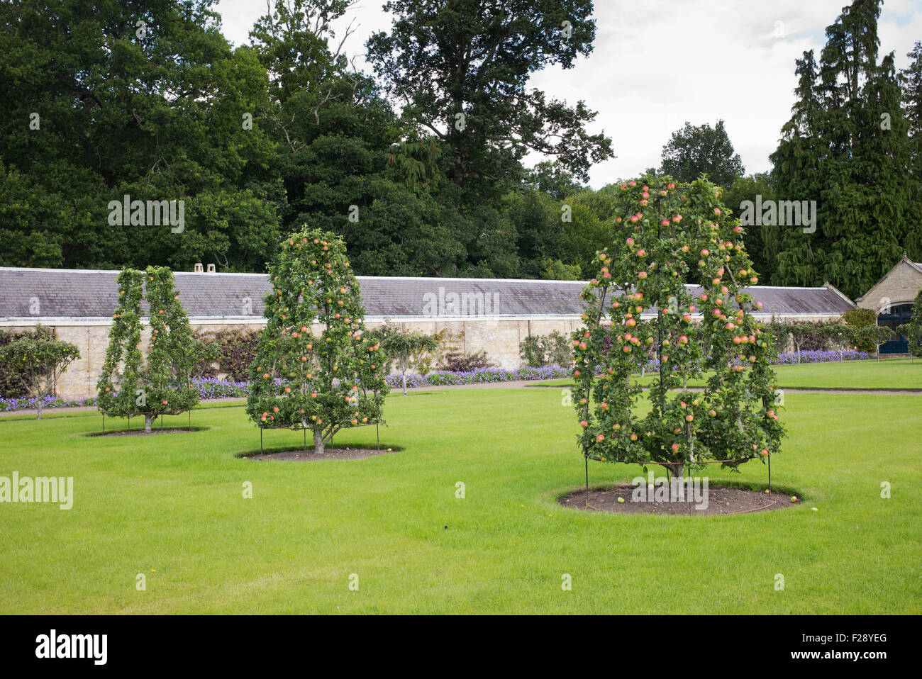 Frame trained apple trees at Floors Castle gardens Kelso, Scotland Stock Photo