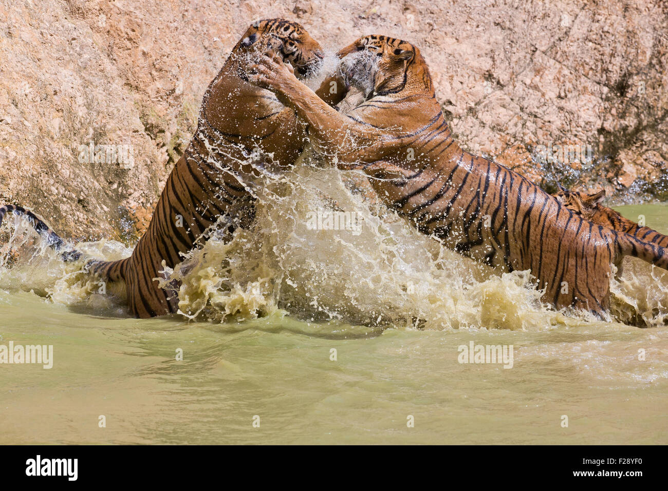 Two tigers fighting in the water Stock Photo