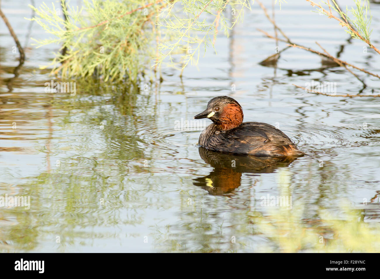 Little grebe (Tachybaptus ruficollis) swimming in a pond. This bird inhabits rivers, lakes and marshland, feeding on insects and Stock Photo