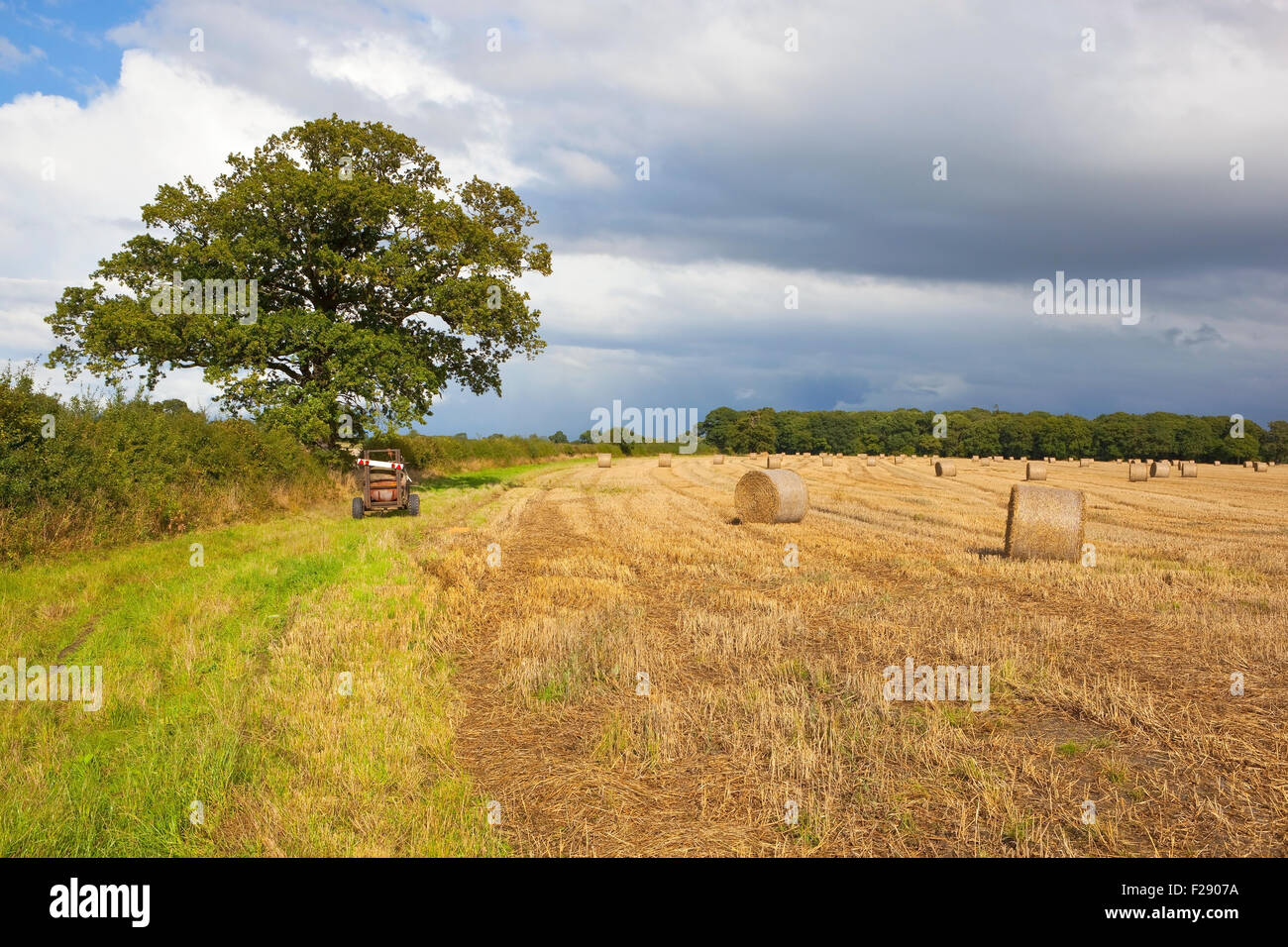 A golden stubble field with round straw bales by a hedgerow Oak tree under a cloudy September sky. Stock Photo