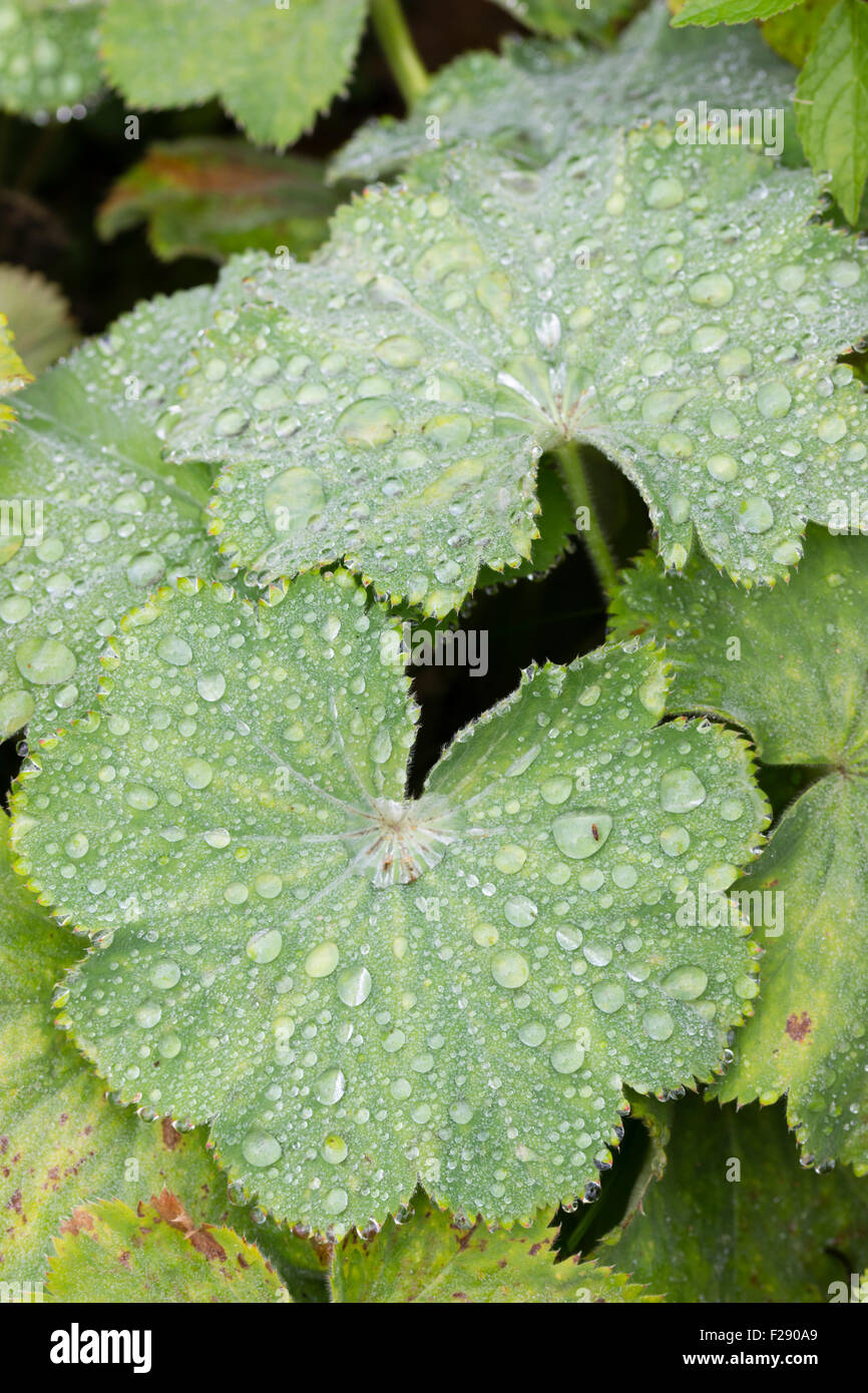Rain drops captured by the hairy surface of Alchemilla mollis leaves Stock Photo