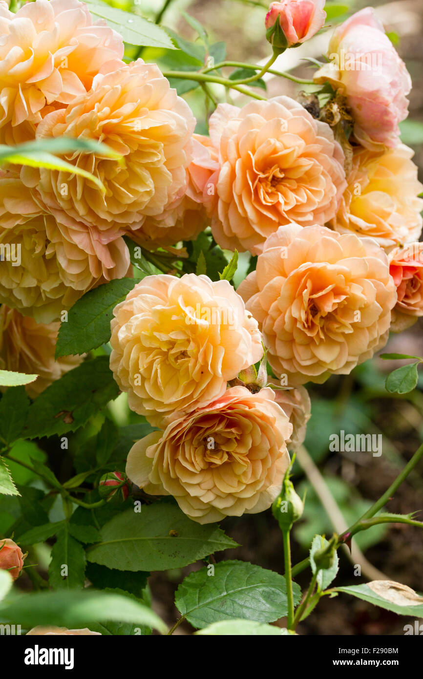 Massed blooms of the scented David Austin English rose, Rosa 'Grace' Stock Photo