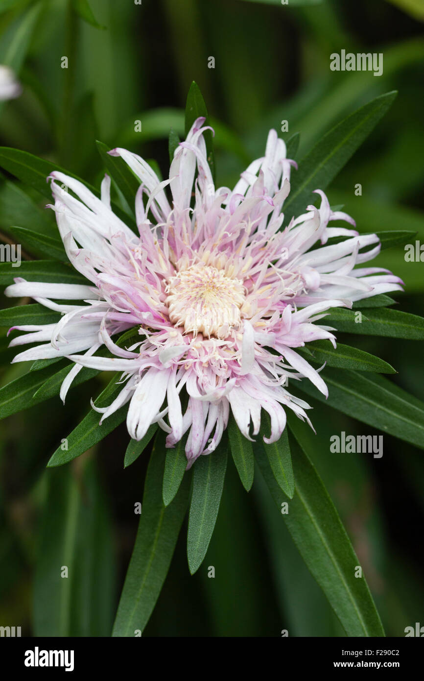 Pale lilac flower of the selected form of Stoke's aster, Stokesia laevis 'Silver Moon' Stock Photo