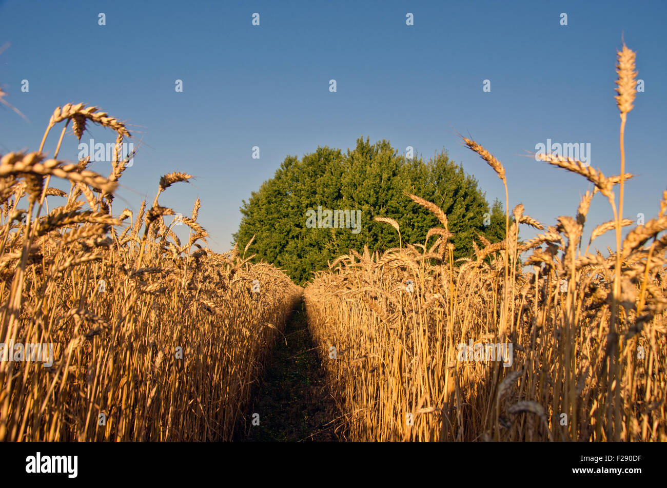 Landscape of ripening wheat in summer end day Stock Photo