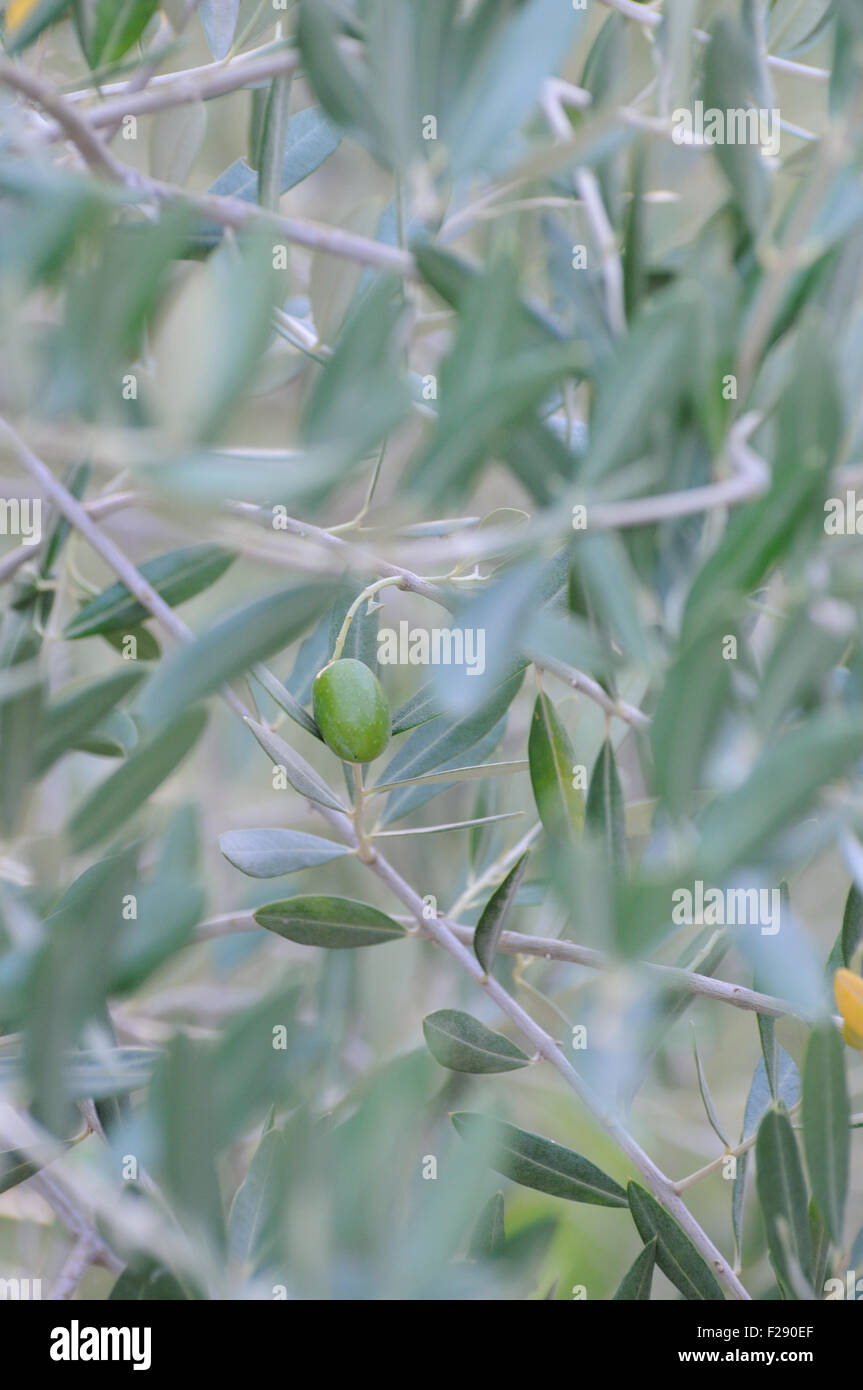 An olive tree (Olea europaea)  in a field near Rubik. Rubik, Albania. 07Sep15 Stock Photo