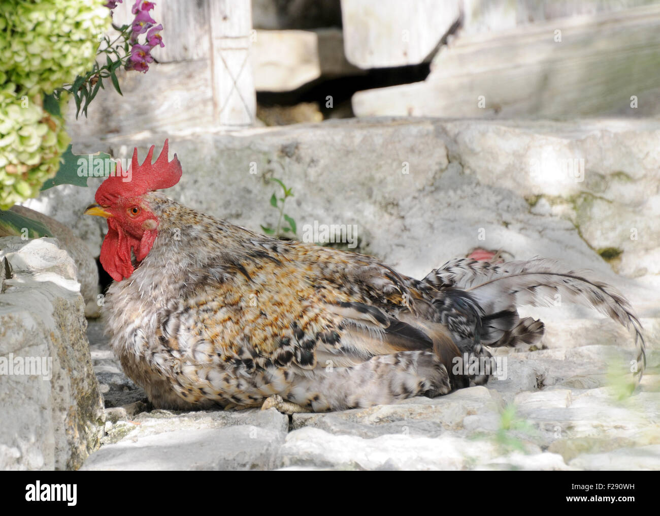 A cockerel rests on the doorstep of a house. Berat, Albania. Stock Photo