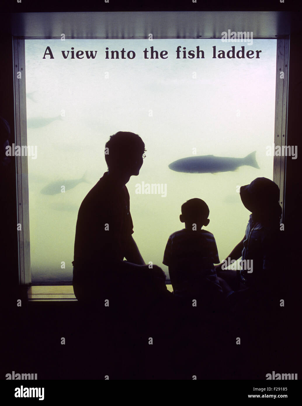 A family visiting massive Bonneville Dam on the Columbia River in north central Oregon, watches a large chinook salmon navigate the man-made fish ladder at the dam as it make its way upstream to its spawning grounds in the columbia river tributaries. Stock Photo