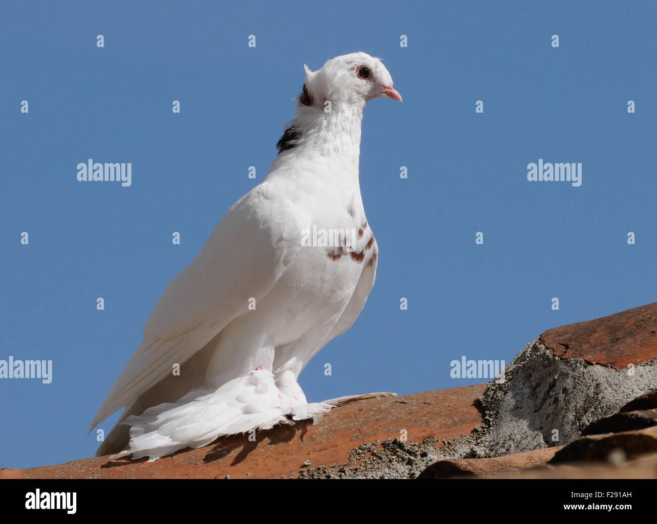 Fancy White Pigeon