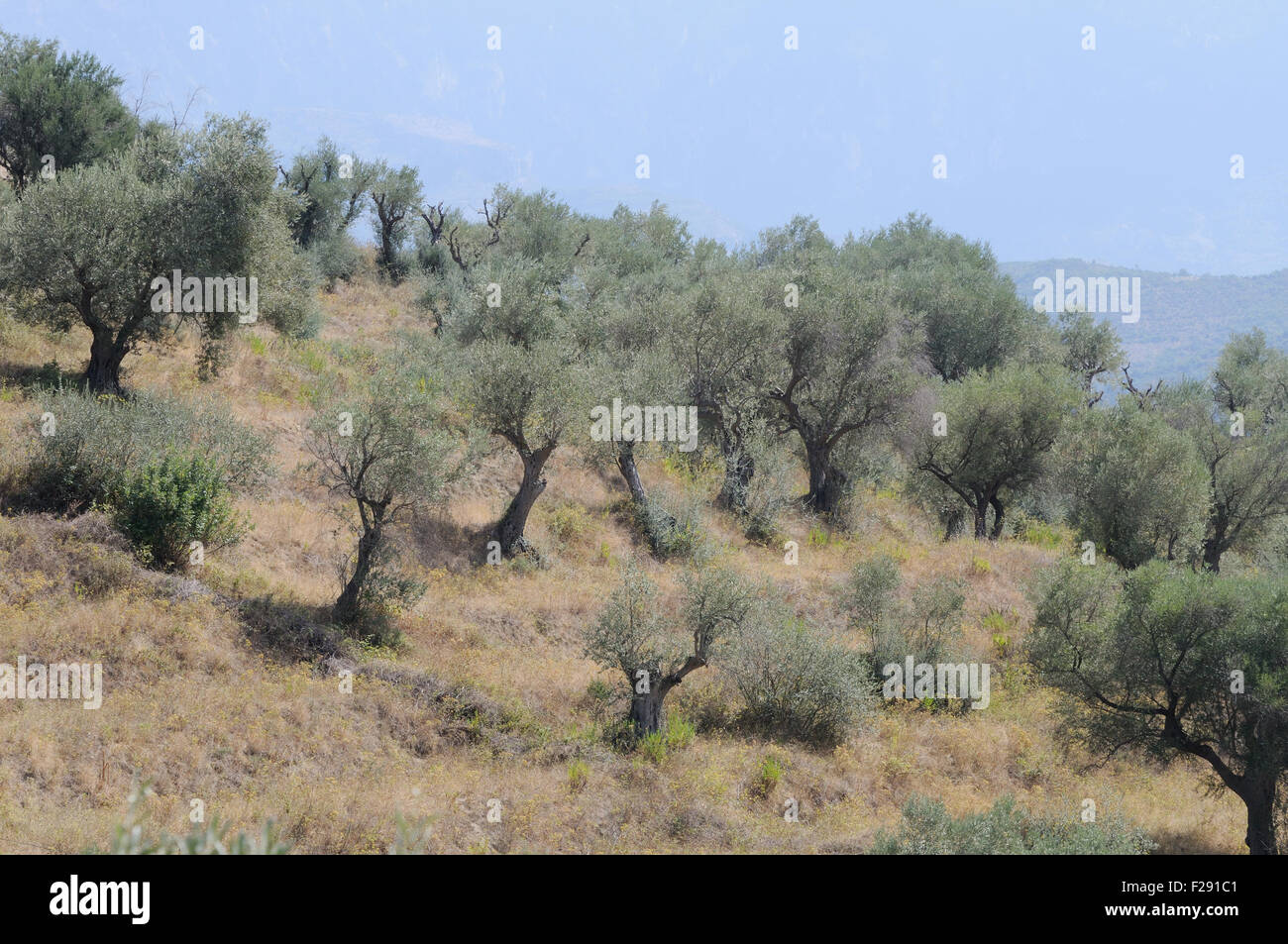 Olive trees grow on terraces, built during the communist era, on the slopes below   the thirteenth century Berat Castle, Albania Stock Photo