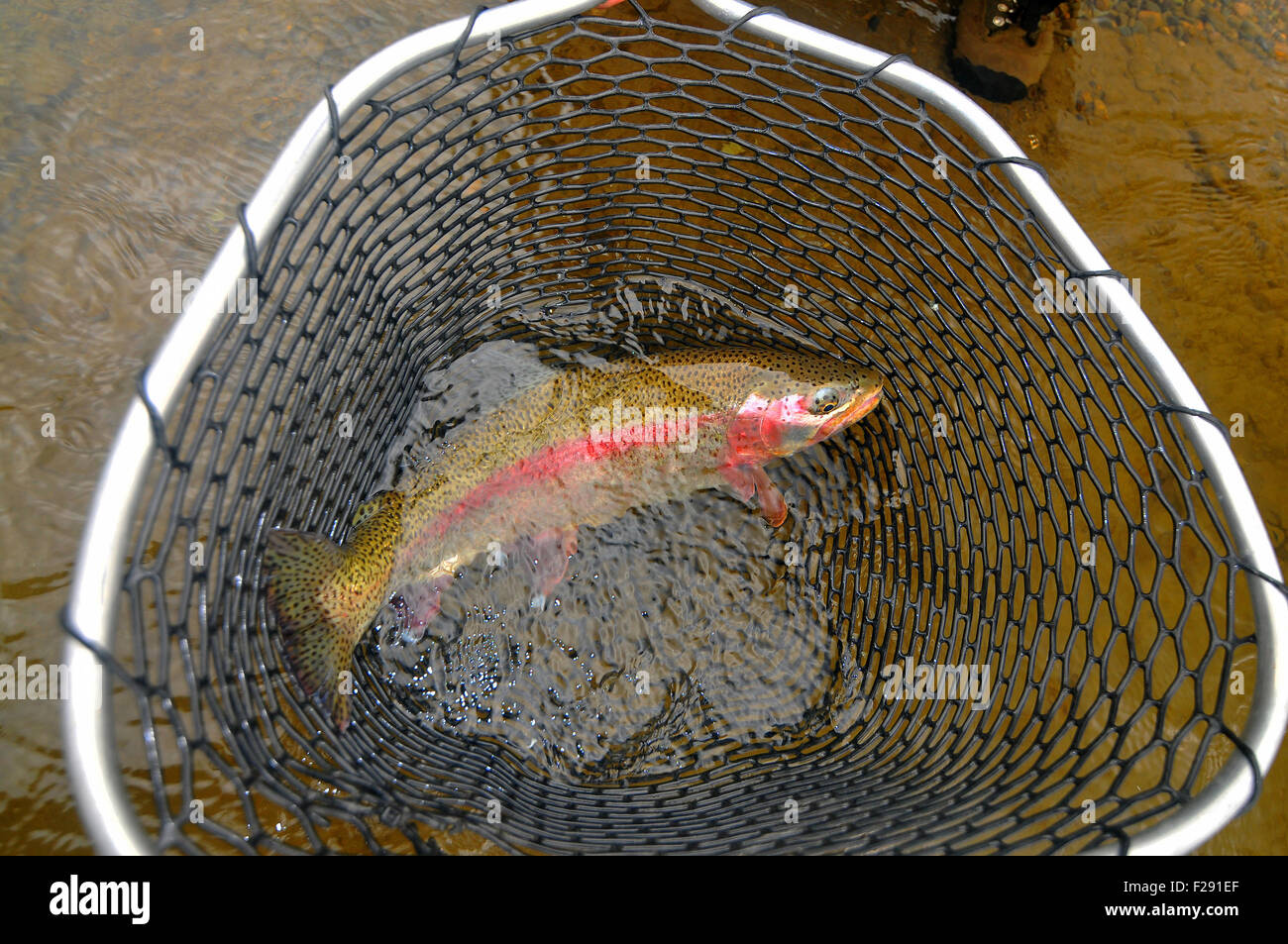 Alaska's Aniak River and its braids offer great fly fishing for rainbow