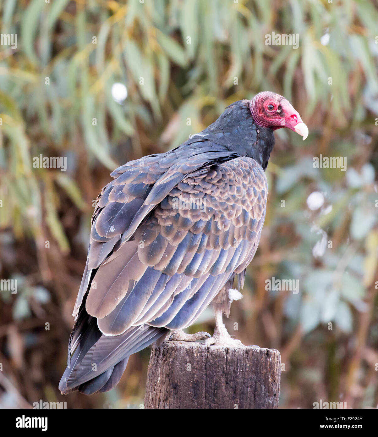 Turkey Vulture (Cathartes aura) perched on a tree trunk and looking ...