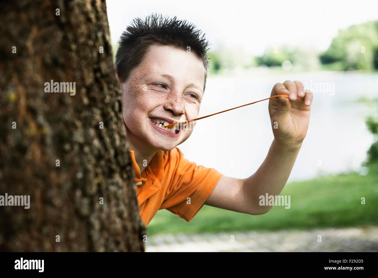 Boy pulling bubble gum and peeking out from behind a tree, Bavaria, Germany Stock Photo