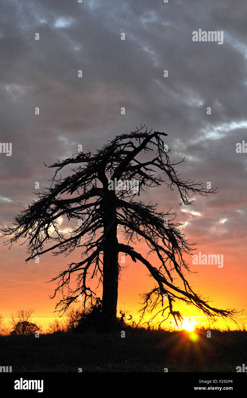 Elm tree silhouette against sunset Stock Photo