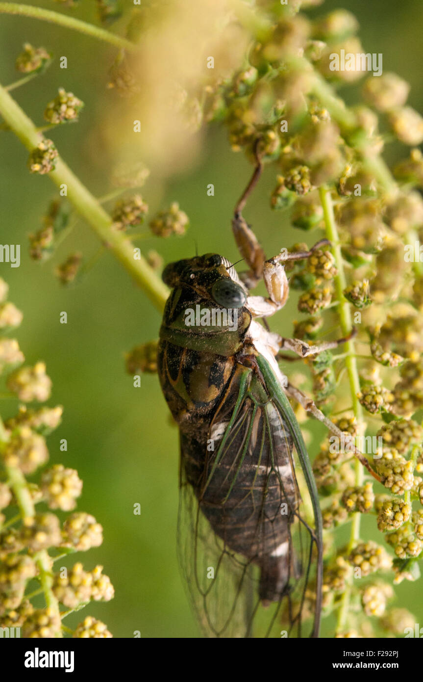 Cicada close-up Stock Photo
