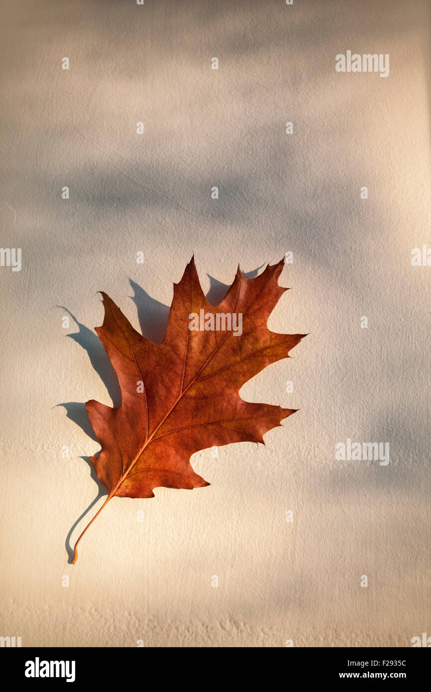 Downy Oak,quercus pubescens, golden brown leaf in Autumn colour against a dappled shadowed background Stock Photo