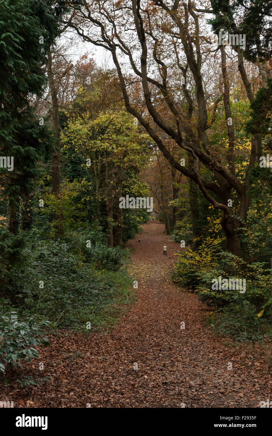 A leafy, woodland path in late Autumn, Alexandra Park, Hastings, East Sussex, England, UK Stock Photo