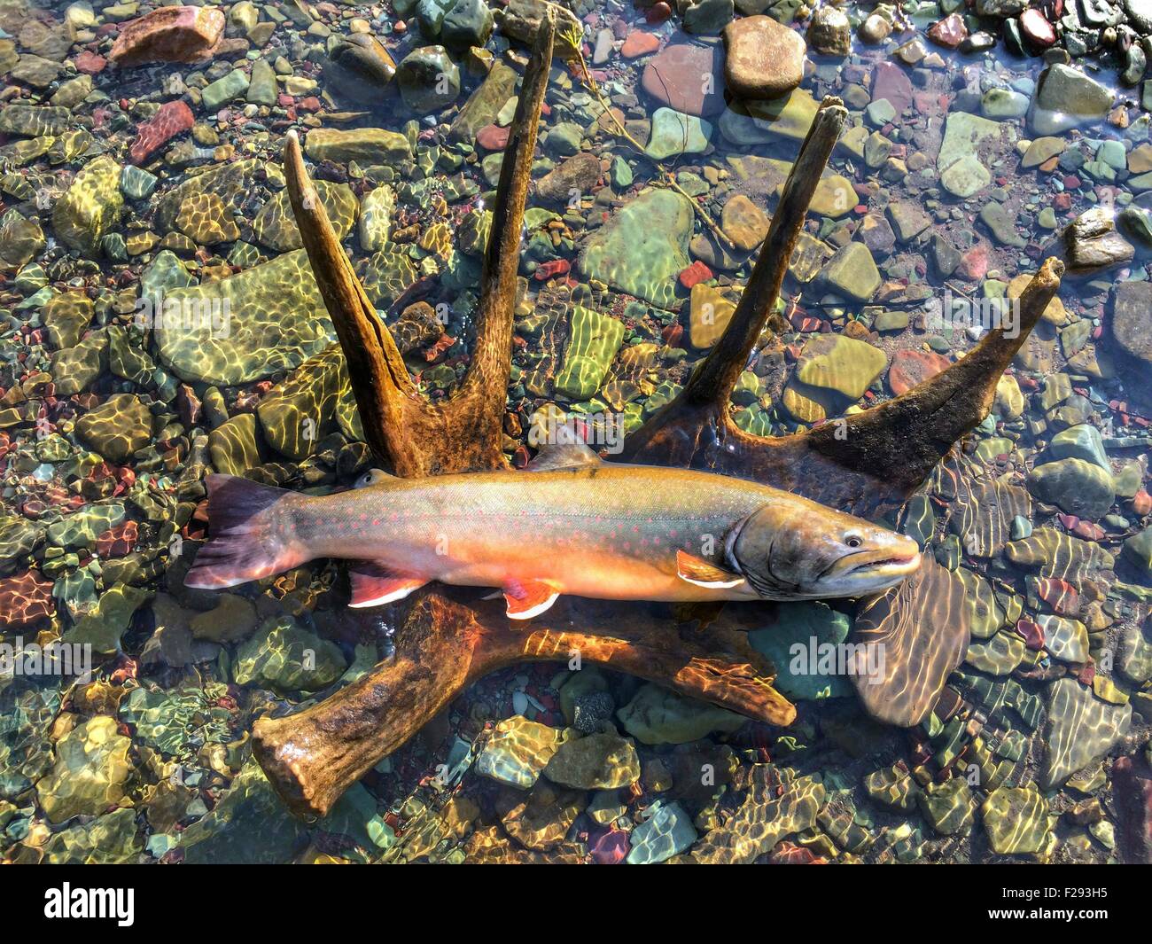 A Bull Trout from the St Mary River August 5, 2014 in Montana. Stock Photo