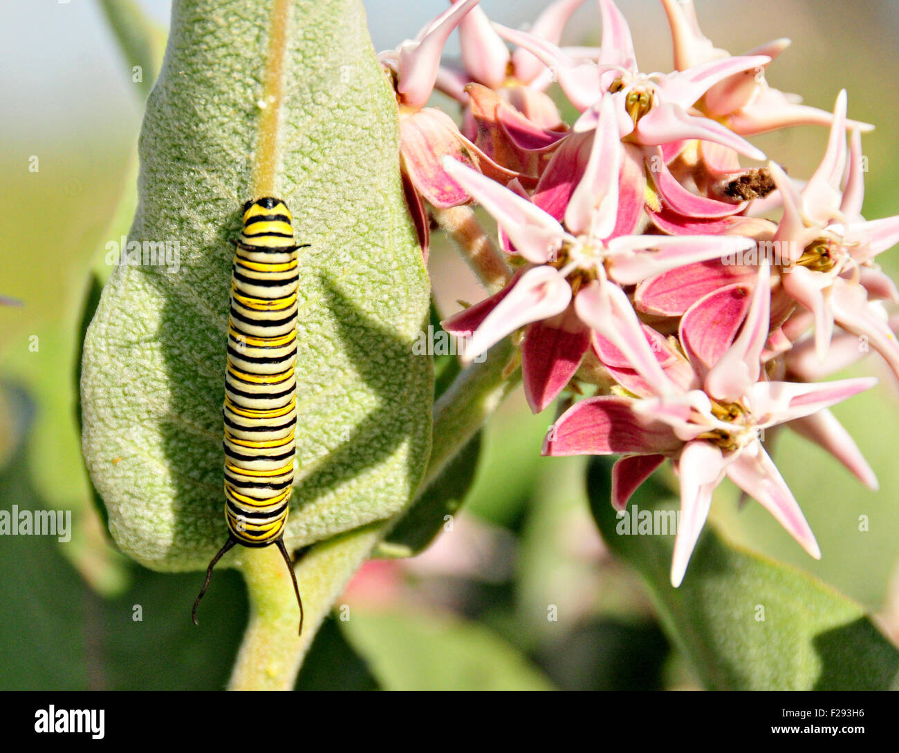 A monarch caterpillar feeds on showy milkweed at Seedskadee National Wildlife Refuge July 12, 2015 in Sweetwater County, Wyoming. Stock Photo
