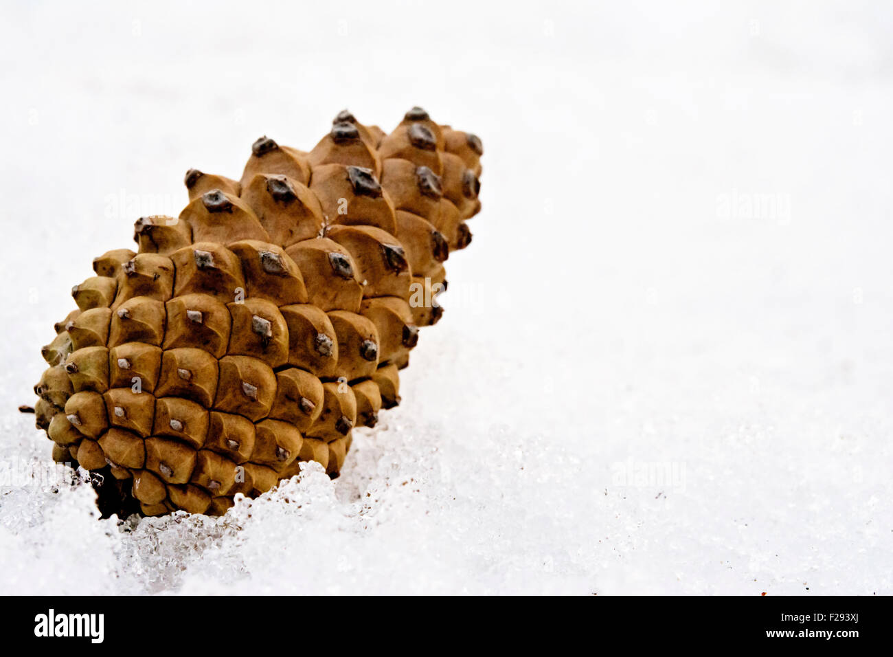 Pine cone in the snow Stock Photo