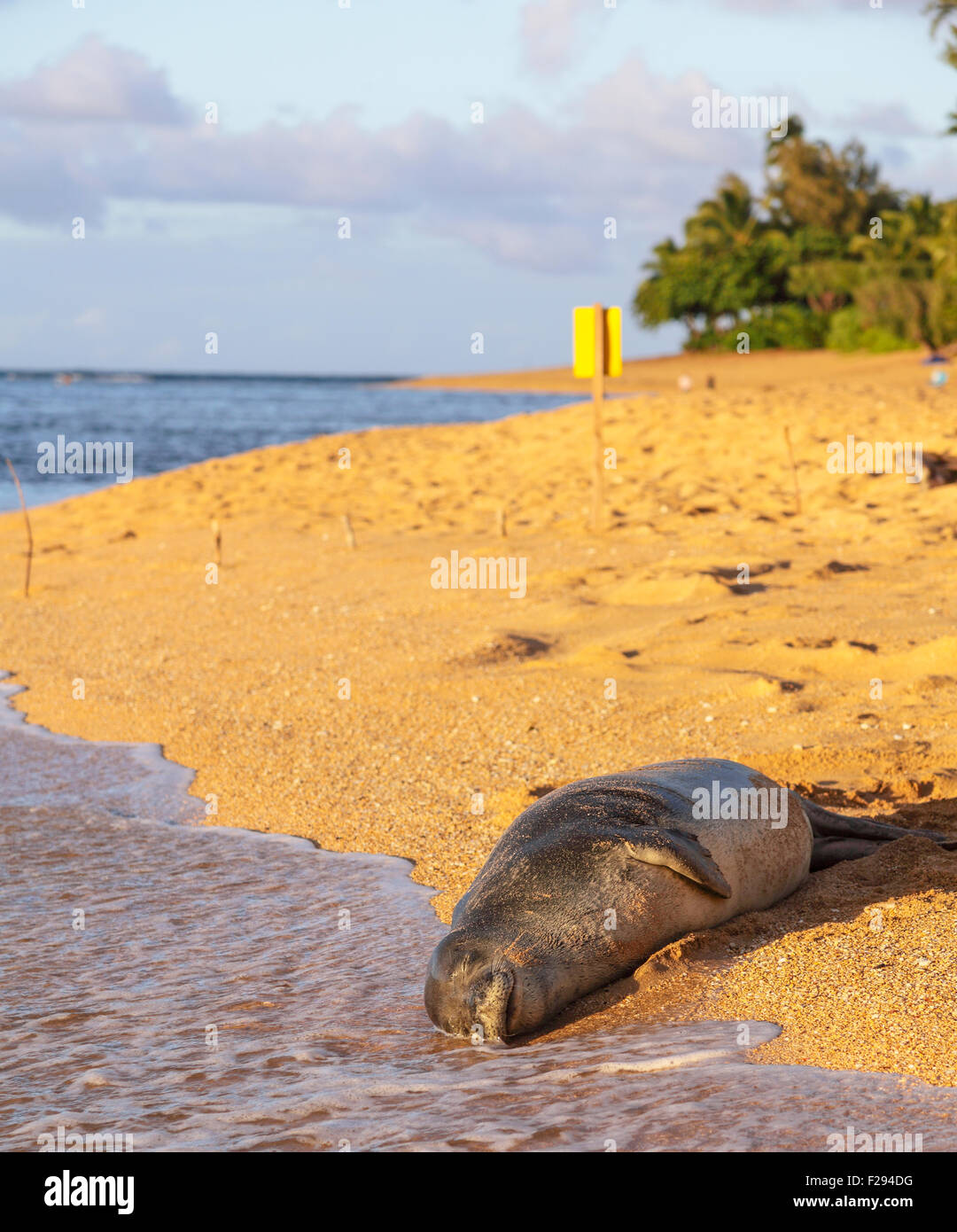 Hawaiian monk seal hires stock photography and images Alamy